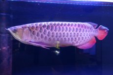 画像2: 【特価魚】過背金龍　 NO.111（下取り魚） (2)