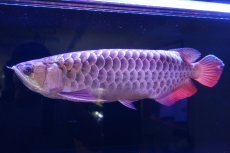 画像3: 【特価魚】過背金龍　 NO.111（下取り魚） (3)