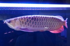 画像1: 【特価魚】過背金龍　 NO.111（下取り魚） (1)
