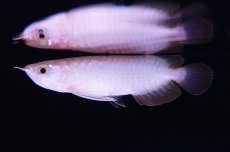 画像1: バンジャールレッド NO.10 (1)