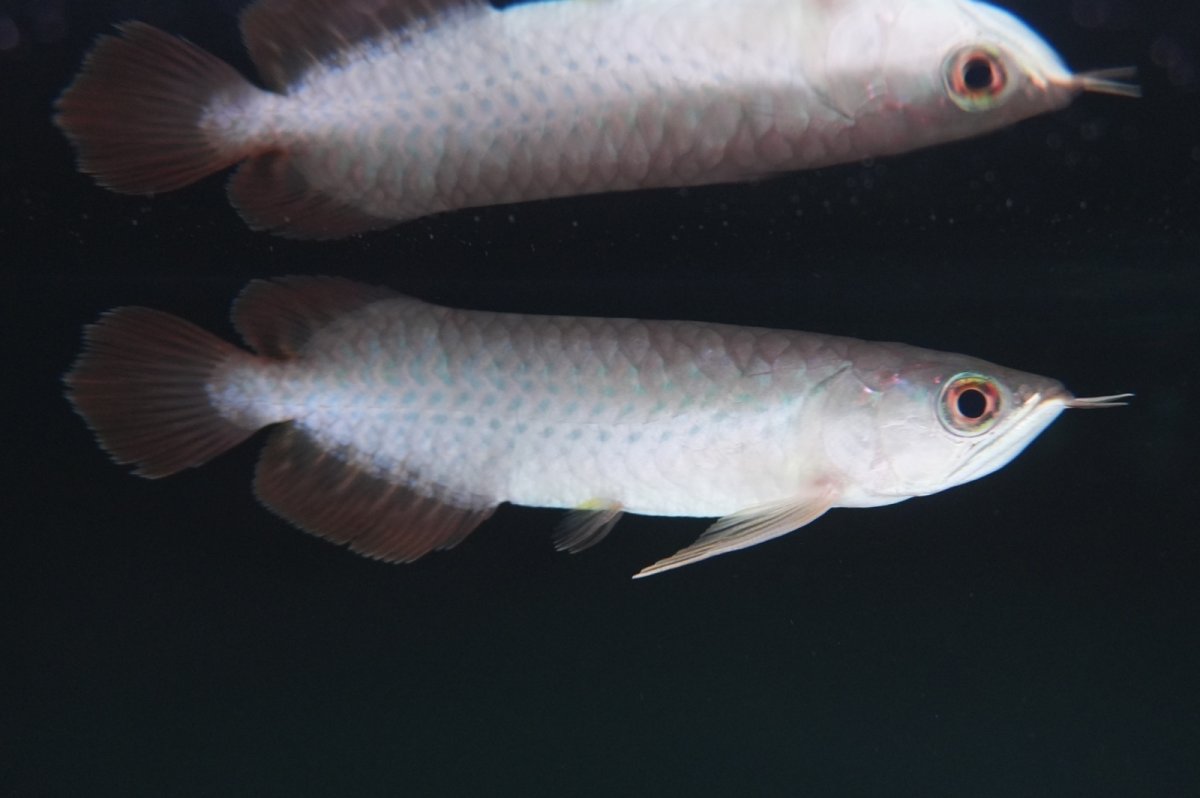 画像4: 【特価魚】バンジャールレッド NO.3  (4)
