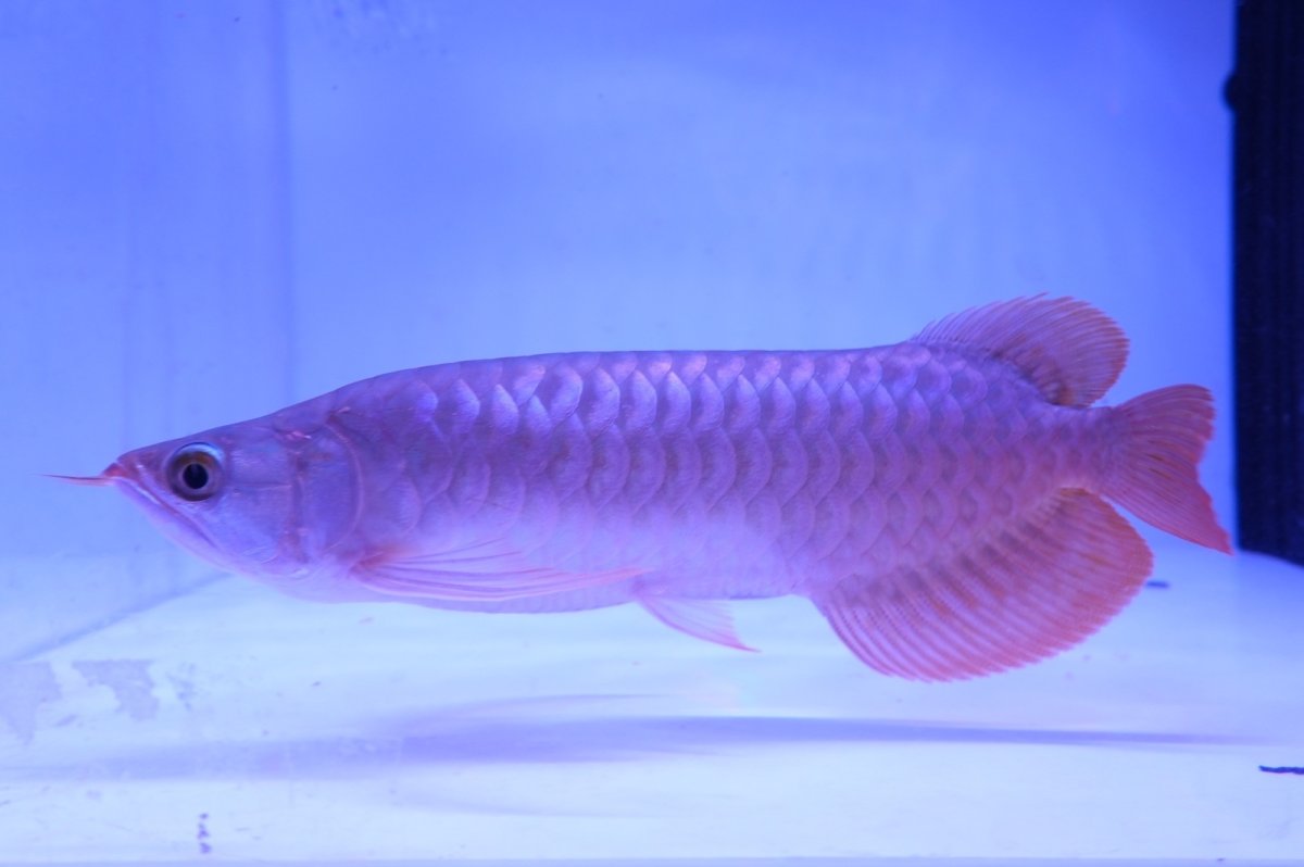 画像2: SUMO NO.3（関脇）#44 (2)