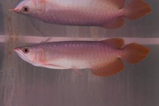 画像3: SUMO NO.5（関脇）#46 (3)