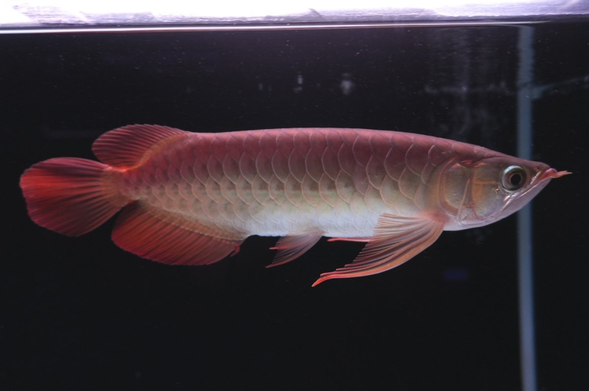 画像4: 【特価魚】スーパーレッド（下取り魚）NO.111 (4)