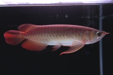 画像4: 【特価魚】スーパーレッド（下取り魚）NO.111 (4)