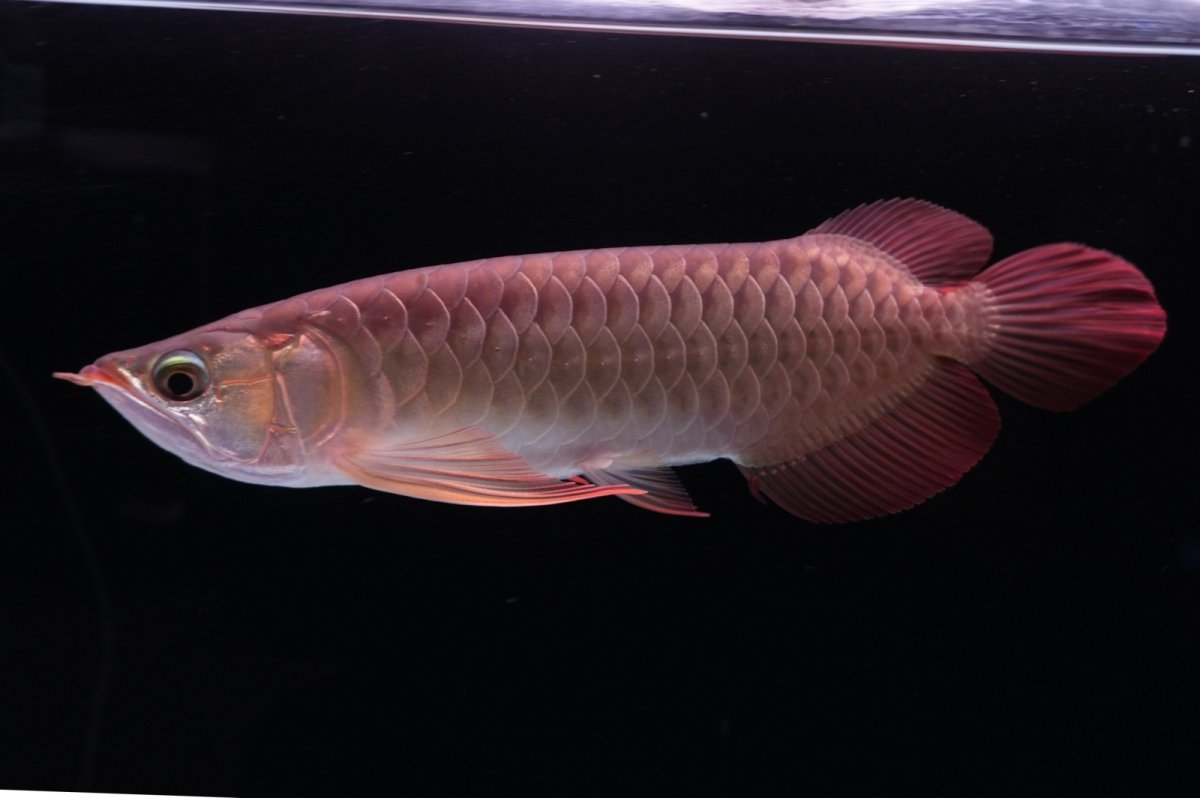画像3: 【特価魚】スーパーレッド（下取り魚）NO.111 (3)