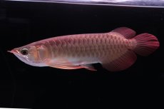 画像3: 【特価魚】スーパーレッド（下取り魚）NO.111 (3)