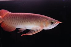 画像6: 【特価魚】スーパーレッド（下取り魚）NO.111 (6)