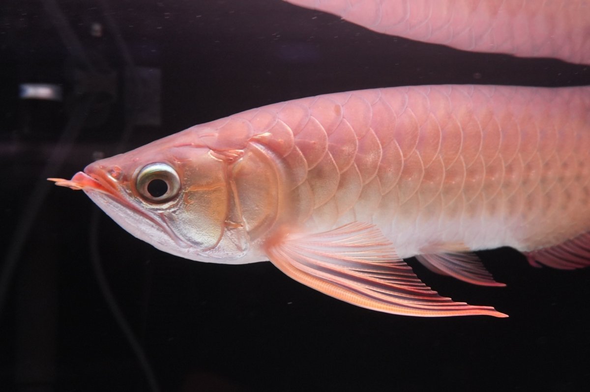 画像5: 【特価魚】スーパーレッド（下取り魚）NO.111 (5)