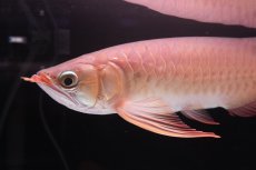 画像5: 【特価魚】スーパーレッド（下取り魚）NO.111 (5)