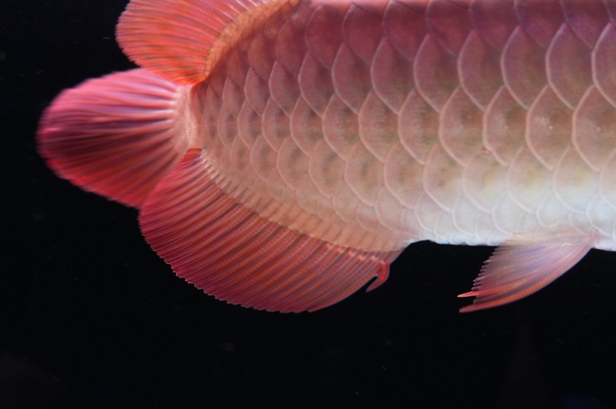 画像7: 【特価魚】スーパーレッド（下取り魚）NO.111 (7)