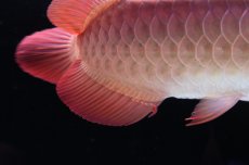 画像7: 【特価魚】スーパーレッド（下取り魚）NO.111 (7)