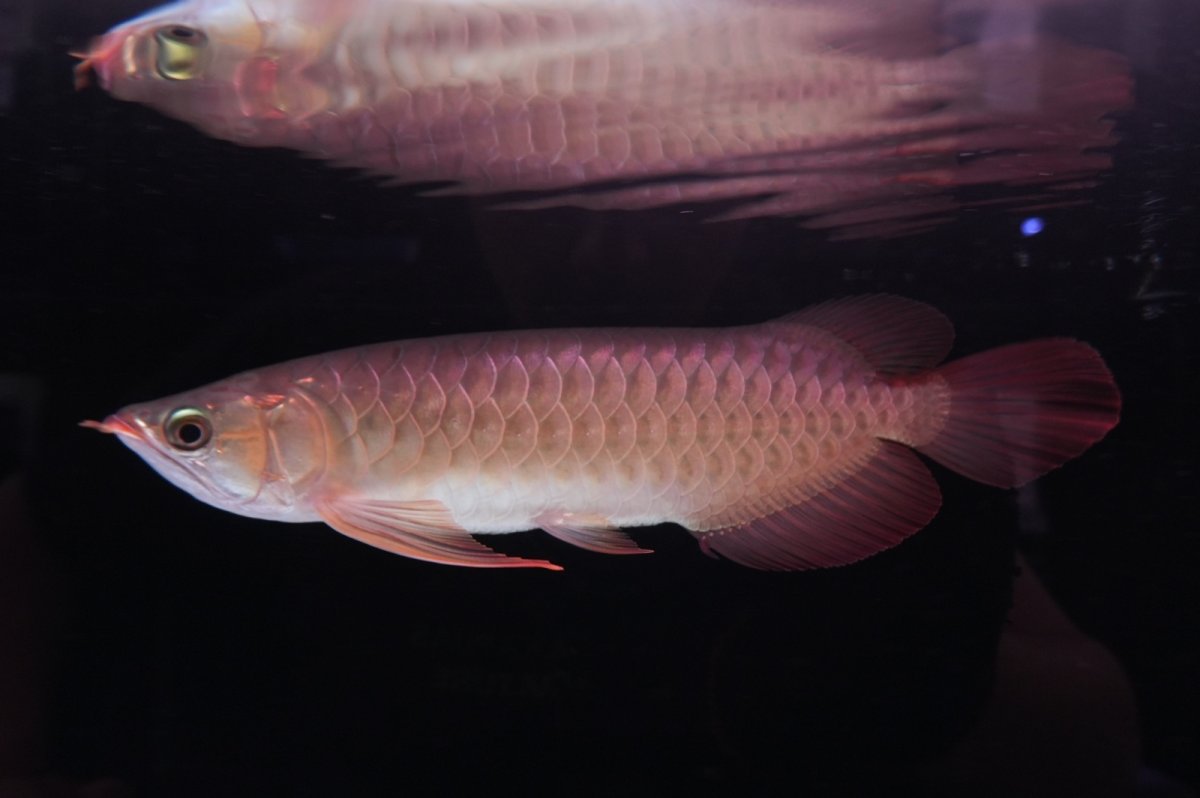 画像2: 【特価魚】スーパーレッド（下取り魚）NO.111 (2)