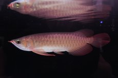 画像2: 【特価魚】スーパーレッド（下取り魚）NO.111 (2)