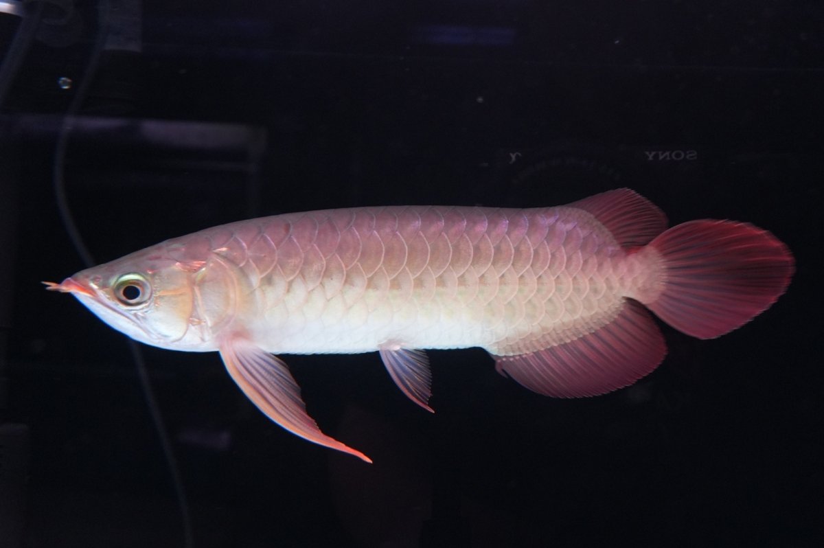 画像1: 【特価魚】スーパーレッド（下取り魚）NO.111 (1)