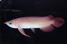 画像1: 【特価魚】スーパーレッド（下取り魚）NO.111 (1)