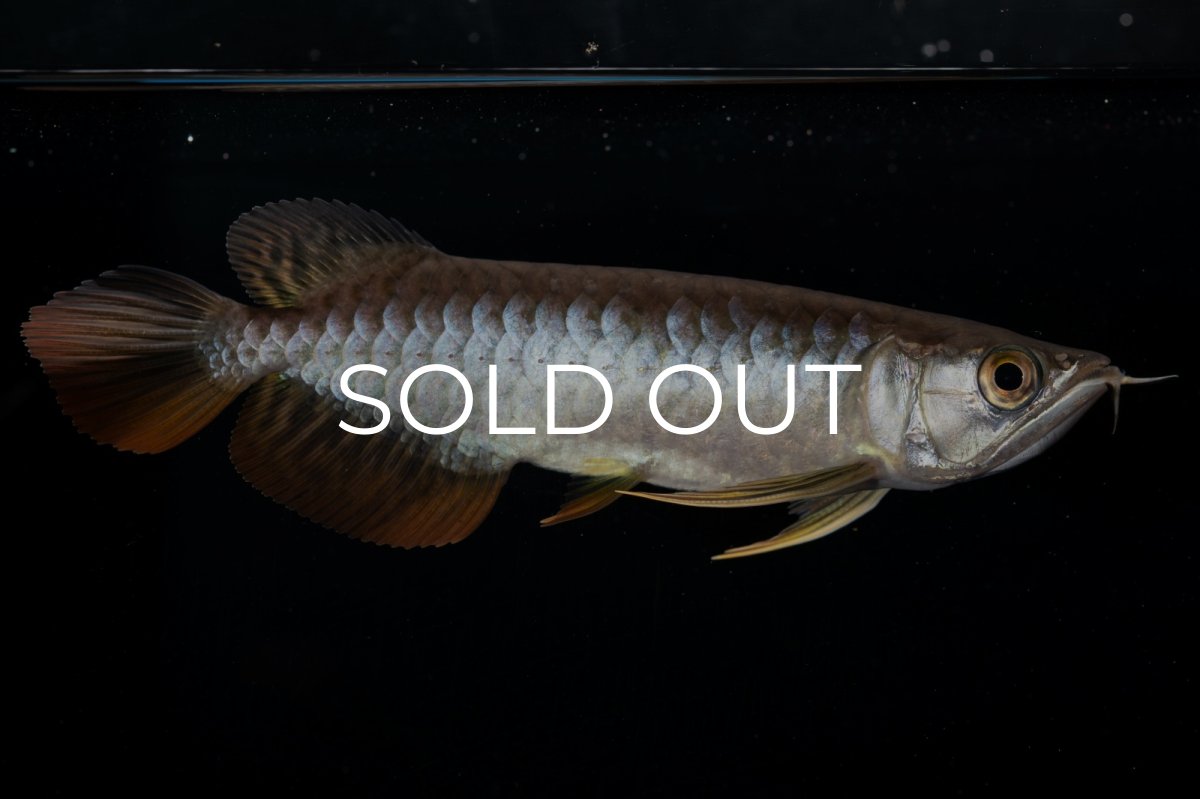 画像13: 紅尾金龍 NO.22（アクアリーダー産） (13)