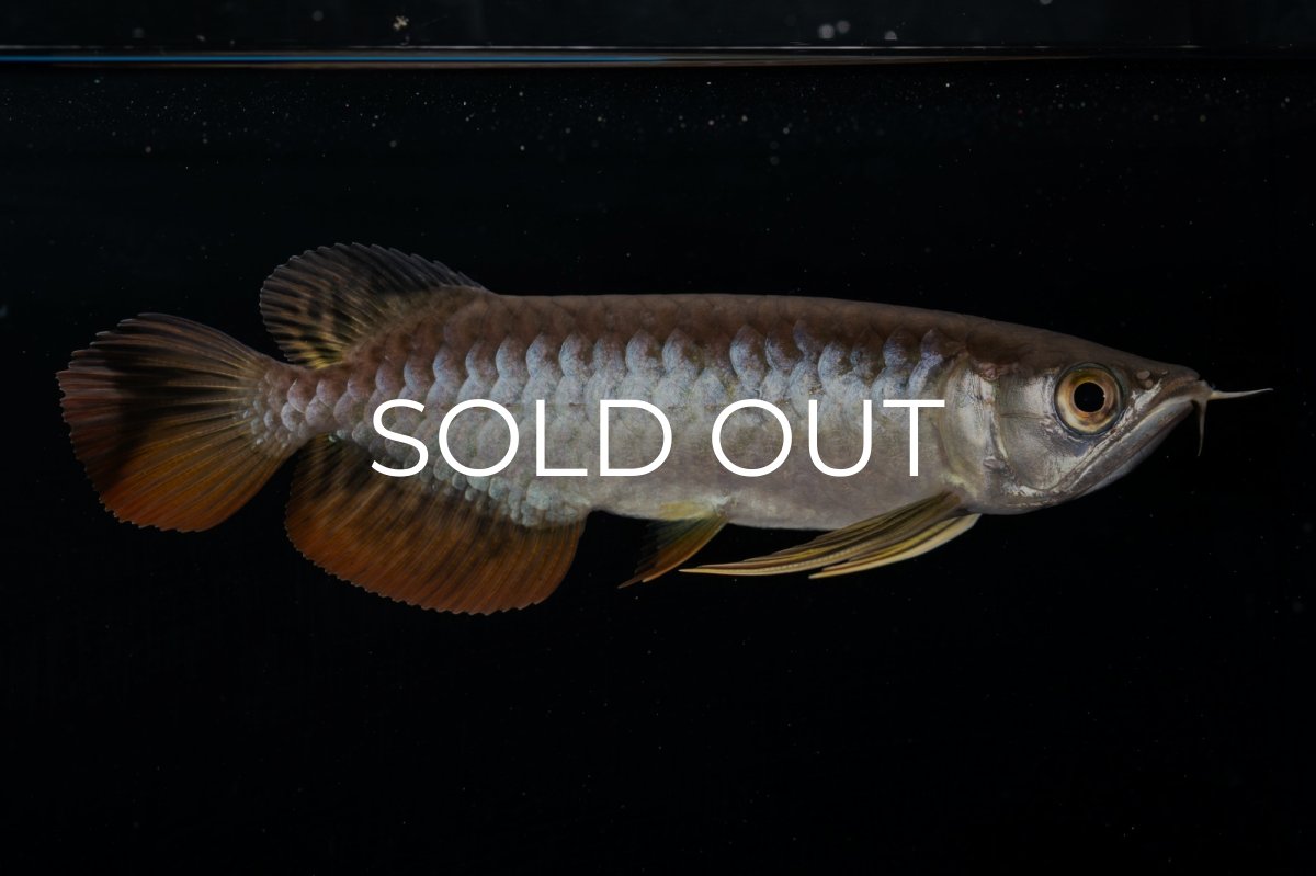 画像2: 紅尾金龍 NO.22（アクアリーダー産） (2)