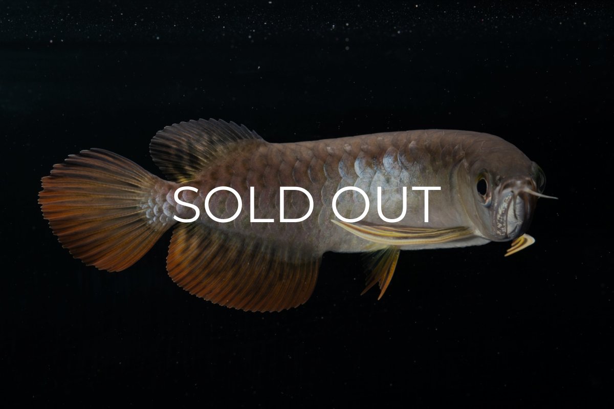 画像10: 紅尾金龍 NO.22（アクアリーダー産） (10)