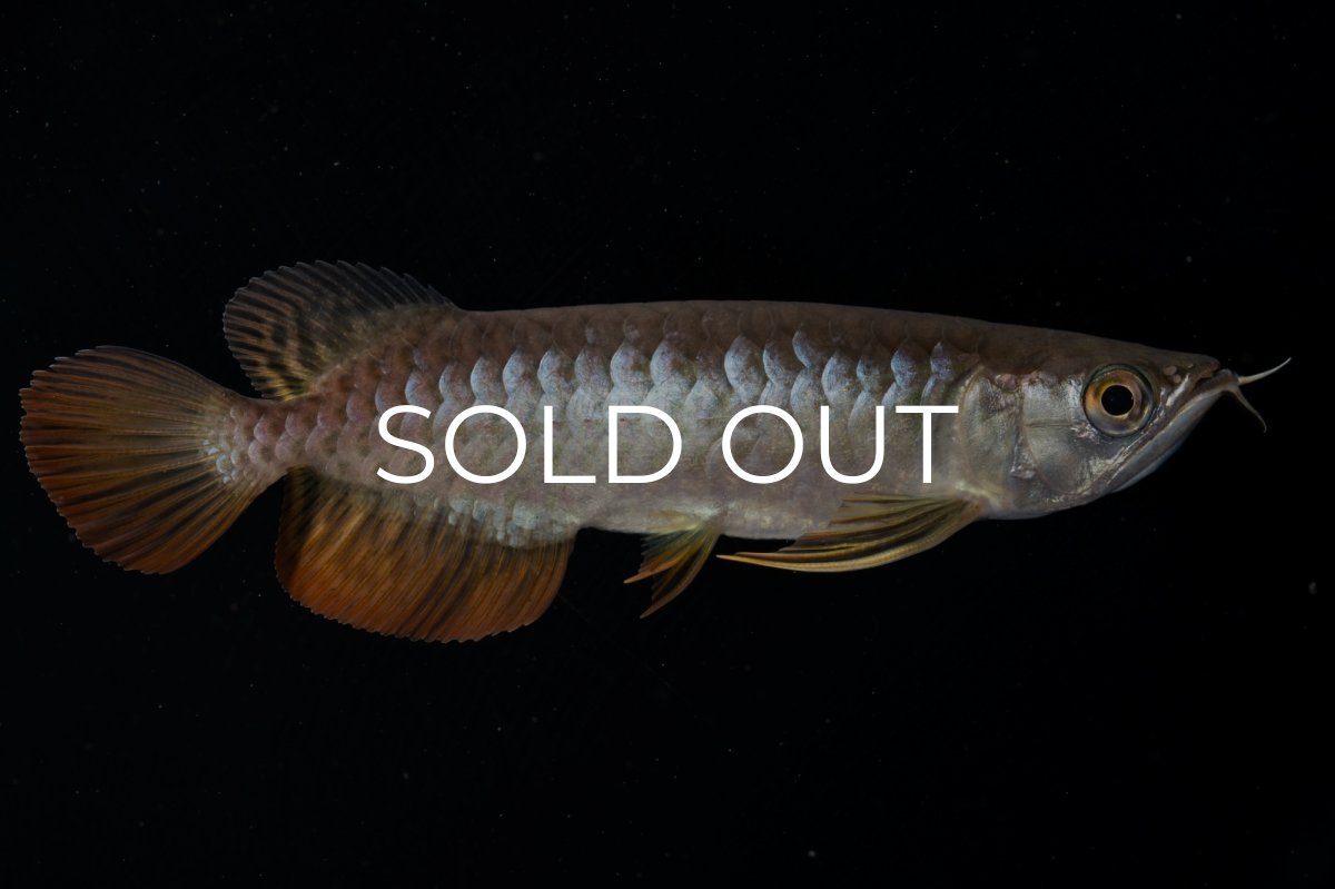 画像4: 紅尾金龍 NO.22（アクアリーダー産） (4)