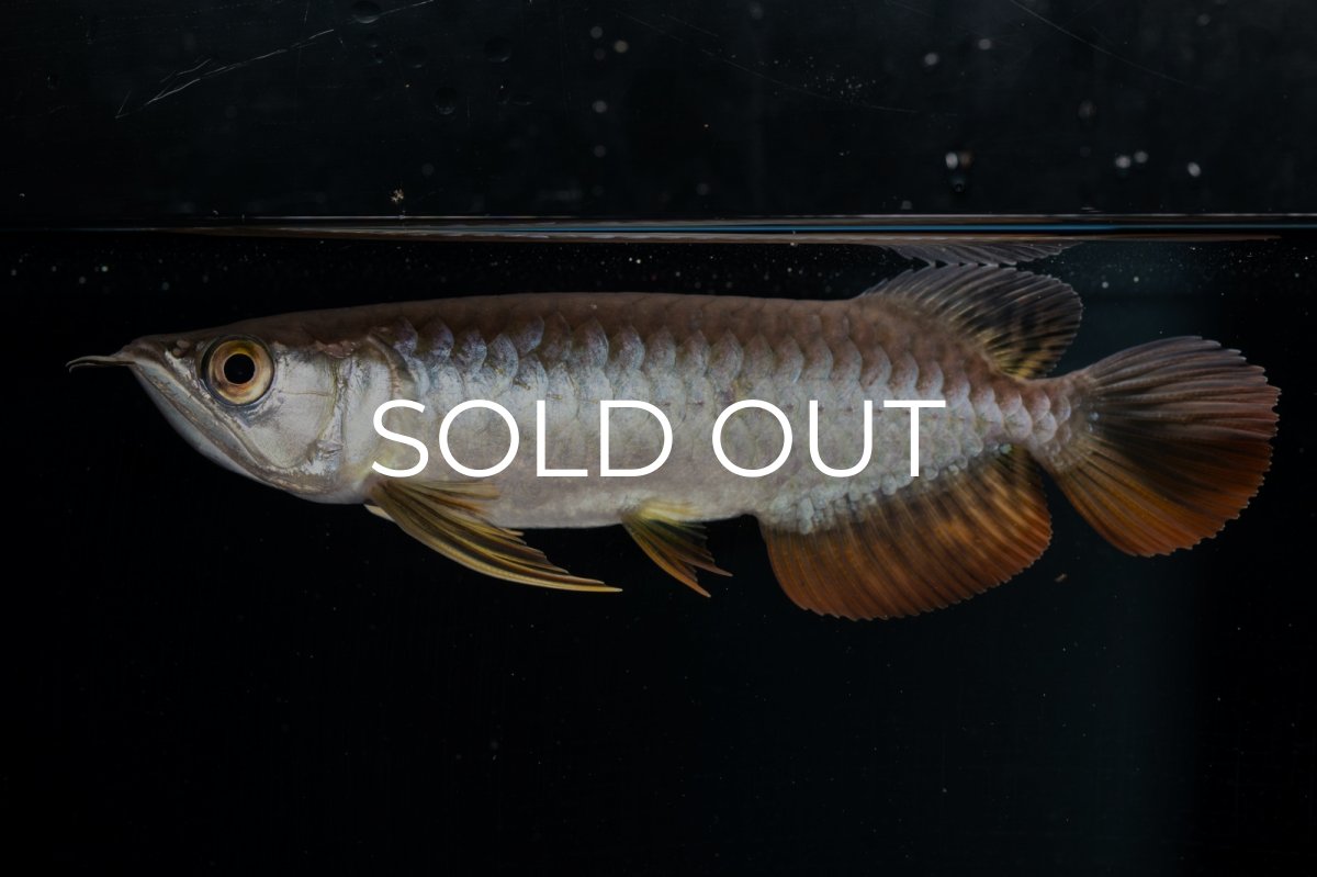 画像9: 紅尾金龍 NO.22（アクアリーダー産） (9)