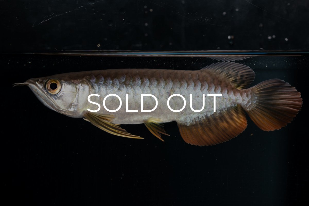 画像8: 紅尾金龍 NO.22（アクアリーダー産） (8)