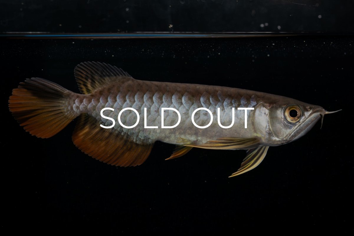 画像6: 紅尾金龍 NO.22（アクアリーダー産） (6)