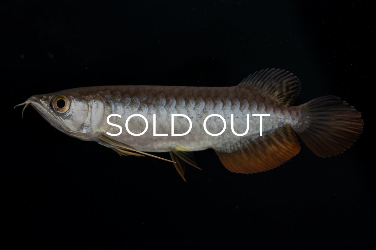 画像1: 紅尾金龍 NO.22（アクアリーダー産） (1)