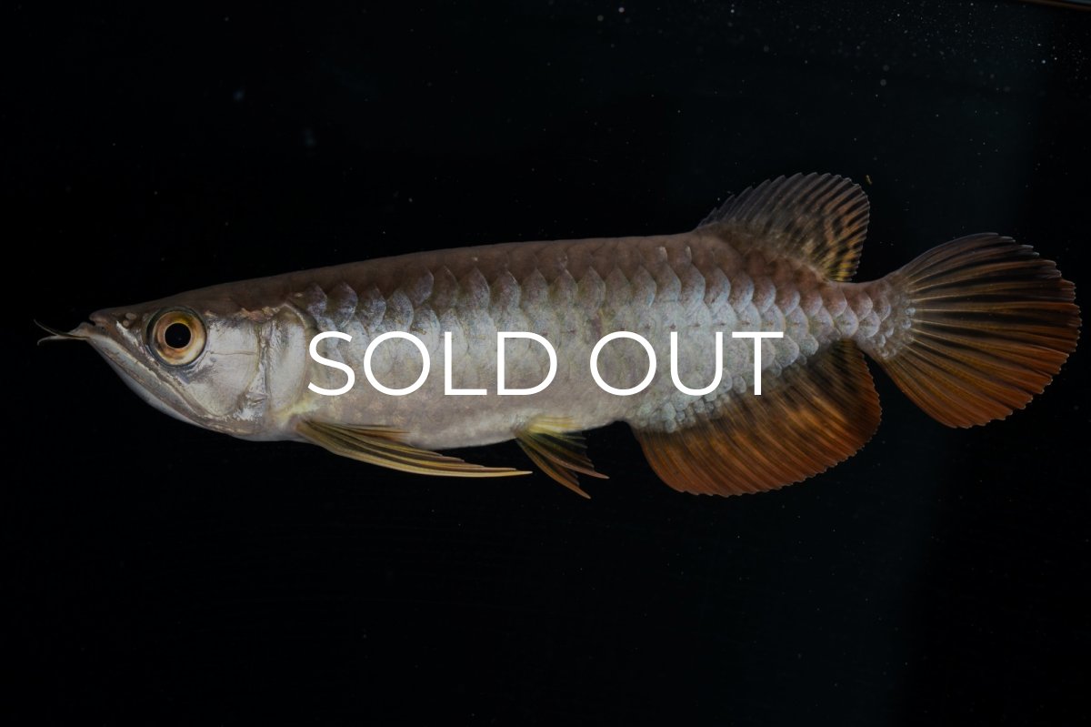 画像3: 紅尾金龍 NO.22（アクアリーダー産） (3)