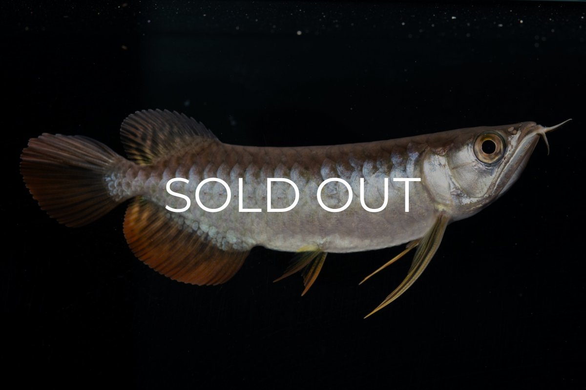 画像12: 紅尾金龍 NO.22（アクアリーダー産） (12)