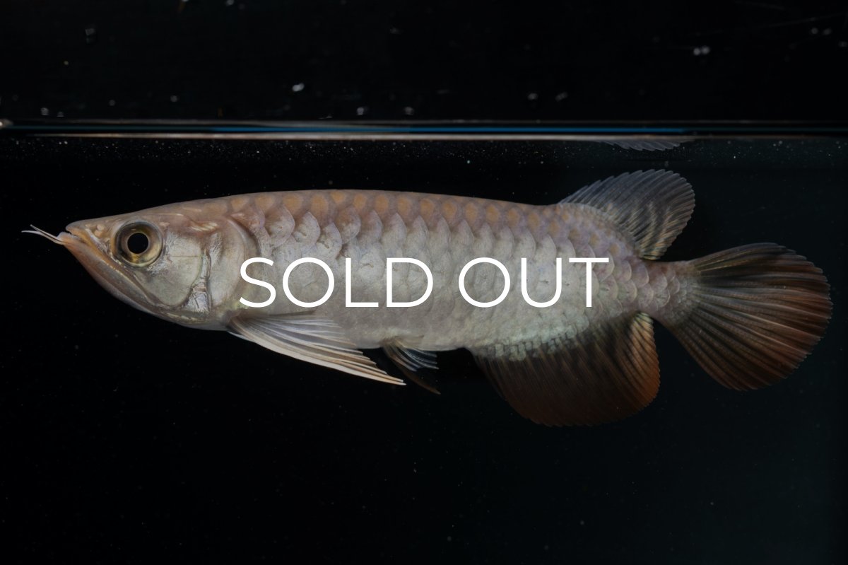 画像1: 紅尾金龍 NO.23（アクアリーダー産） (1)