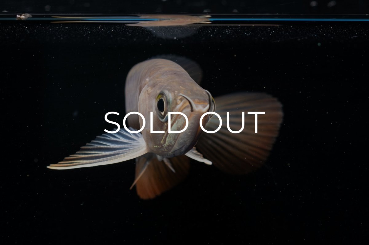 画像9: 紅尾金龍 NO.23（アクアリーダー産） (9)