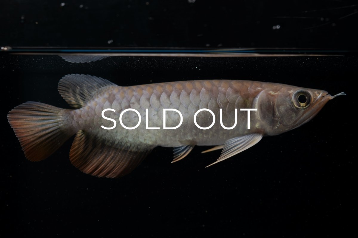 画像6: 紅尾金龍 NO.23（アクアリーダー産） (6)