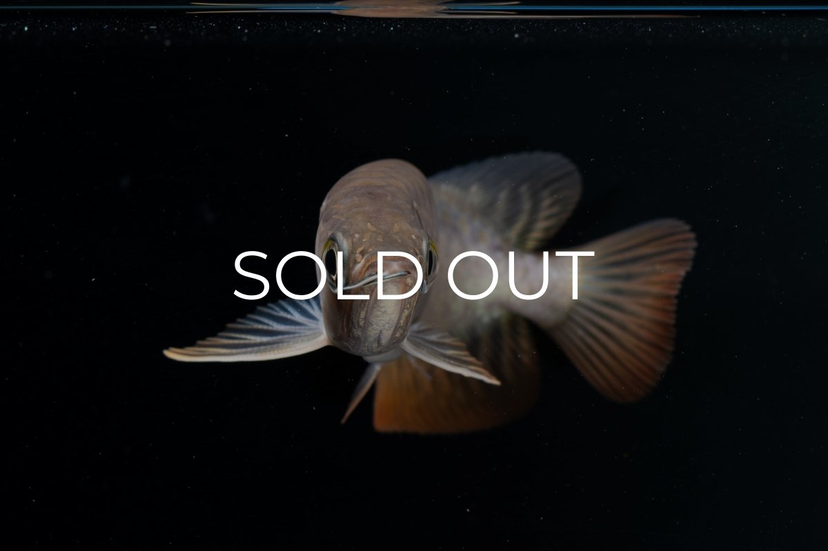 画像8: 紅尾金龍 NO.23（アクアリーダー産） (8)