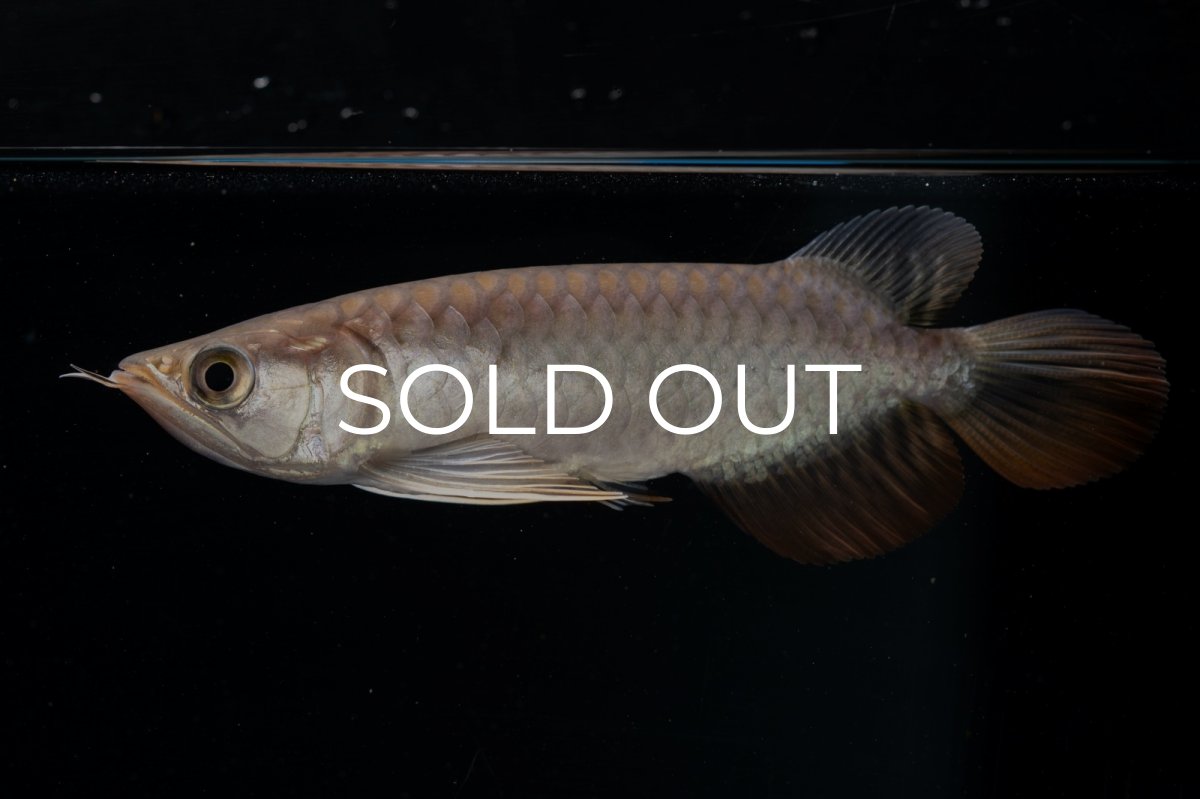 画像7: 紅尾金龍 NO.23（アクアリーダー産） (7)