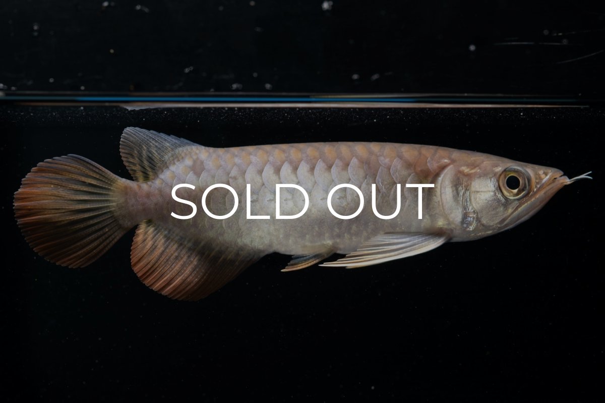 画像4: 紅尾金龍 NO.23（アクアリーダー産） (4)