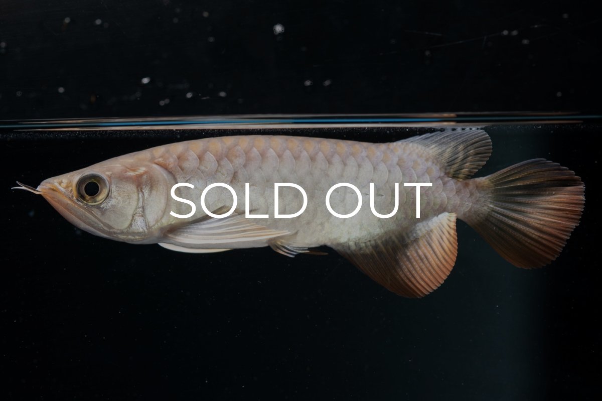 画像5: 紅尾金龍 NO.23（アクアリーダー産） (5)