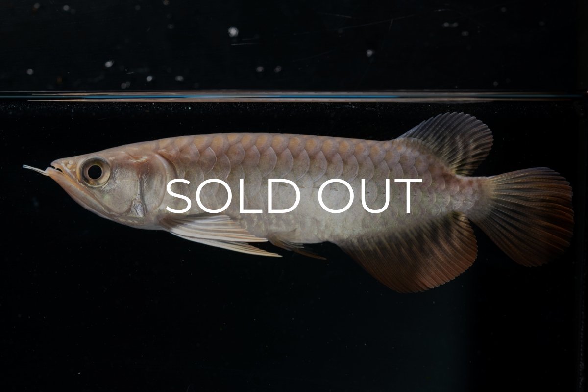 画像3: 紅尾金龍 NO.23（アクアリーダー産） (3)