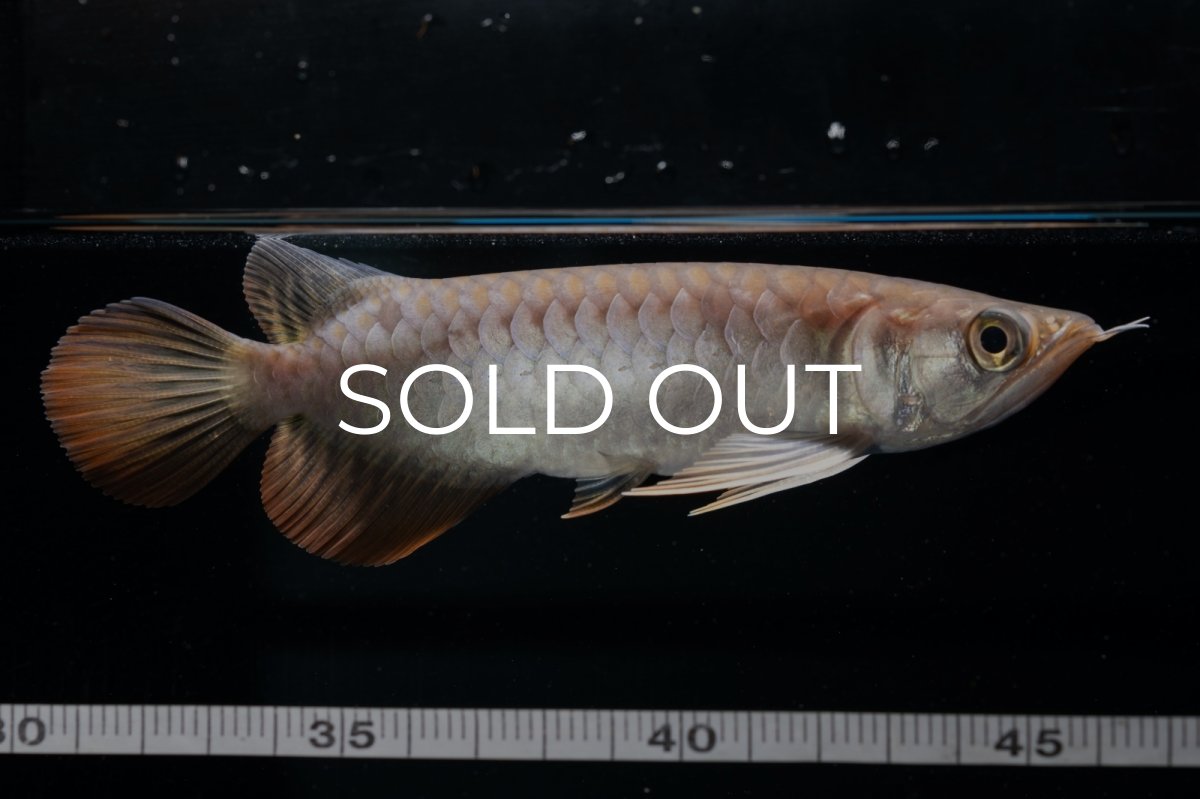 画像11: 紅尾金龍 NO.23（アクアリーダー産） (11)