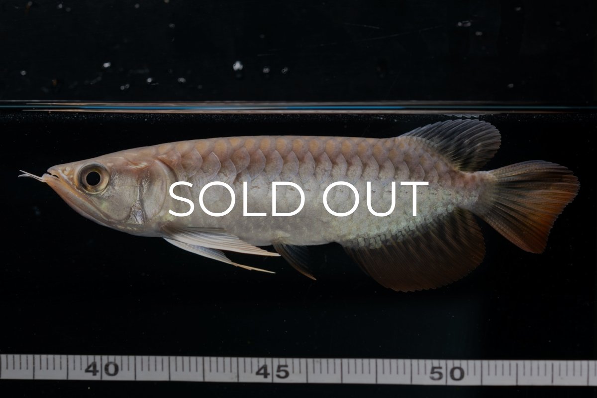 画像10: 紅尾金龍 NO.23（アクアリーダー産） (10)