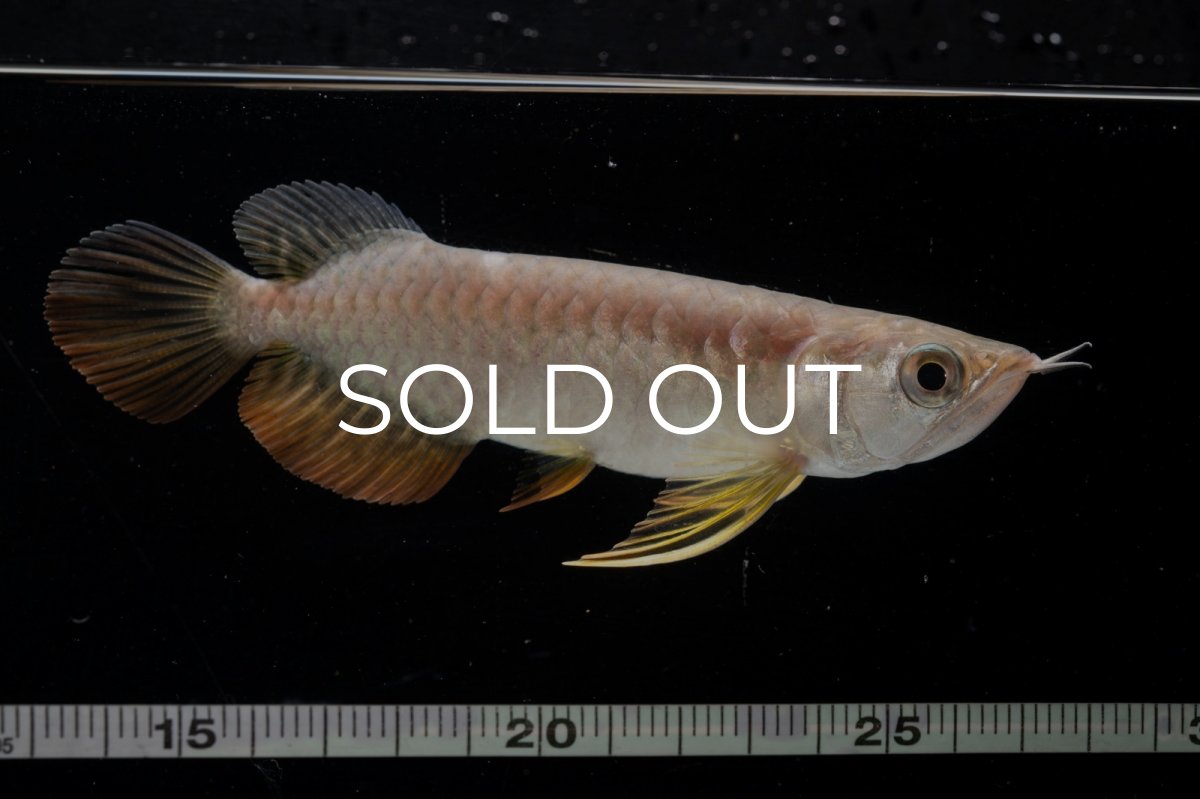 画像11: 紅尾金龍 NO.25（アクアリーダー産） (11)