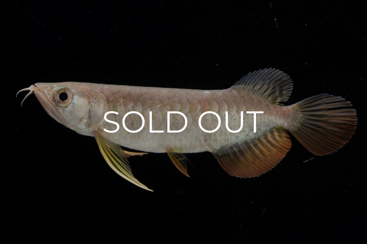 画像8: 紅尾金龍 NO.25（アクアリーダー産） (8)