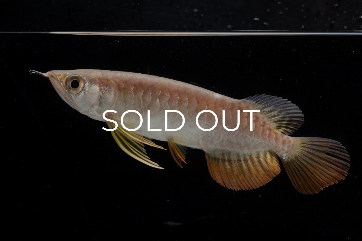 画像7: 紅尾金龍 NO.25（アクアリーダー産） (7)