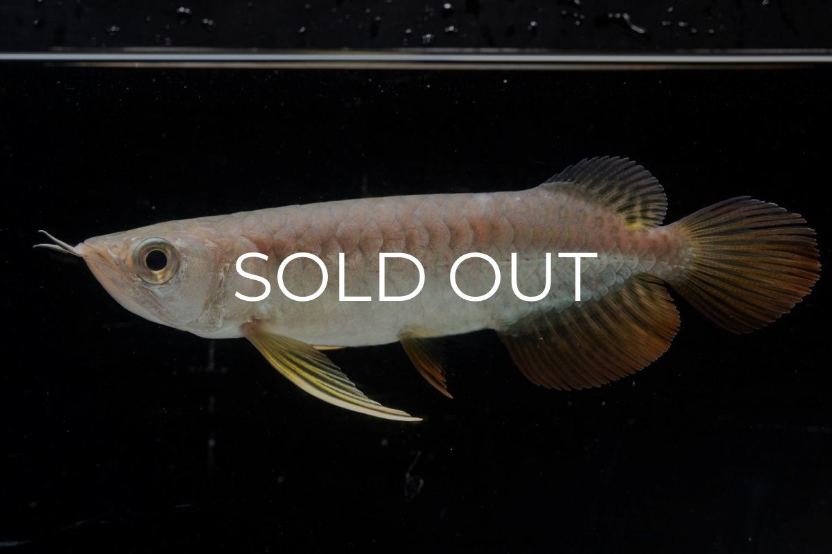 画像5: 紅尾金龍 NO.25（アクアリーダー産） (5)