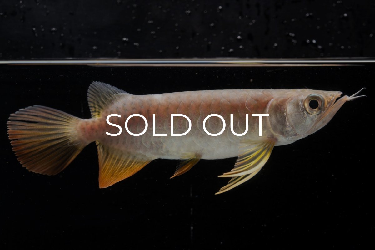 画像9: 紅尾金龍 NO.25（アクアリーダー産） (9)