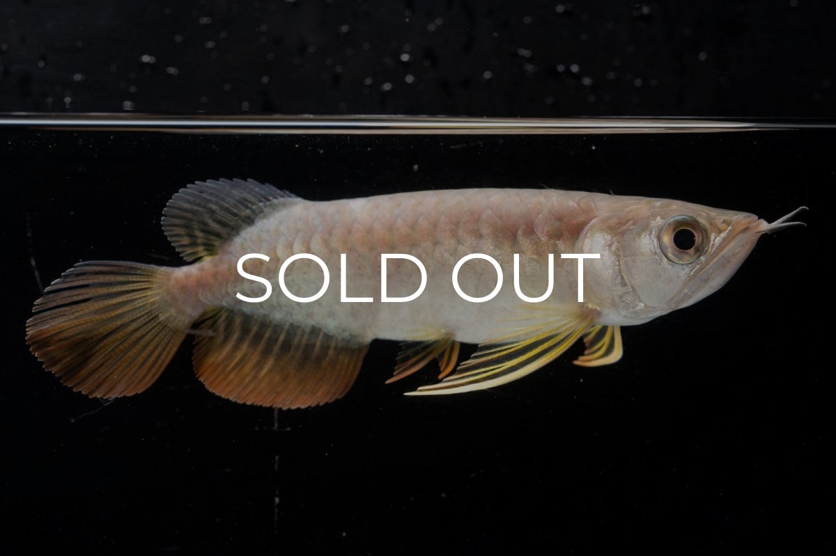 画像6: 紅尾金龍 NO.25（アクアリーダー産） (6)