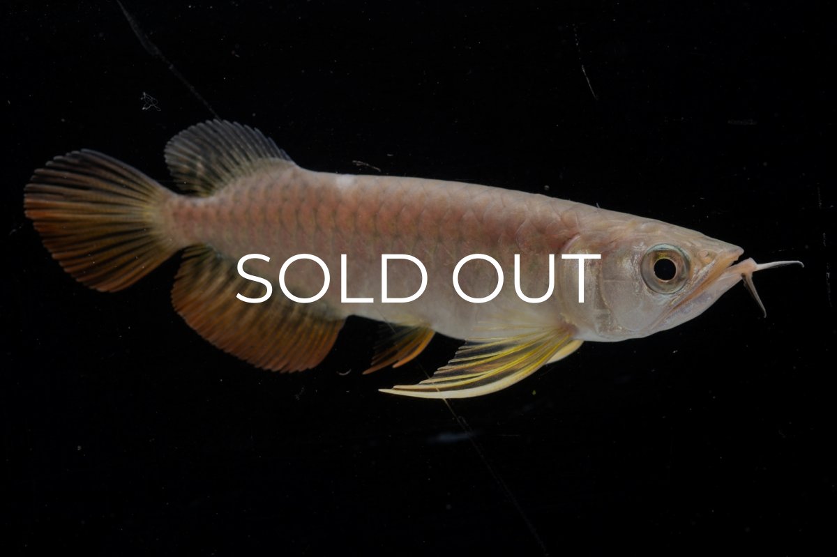 画像4: 紅尾金龍 NO.25（アクアリーダー産） (4)