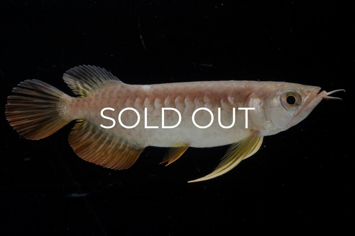 画像2: 紅尾金龍 NO.25（アクアリーダー産） (2)