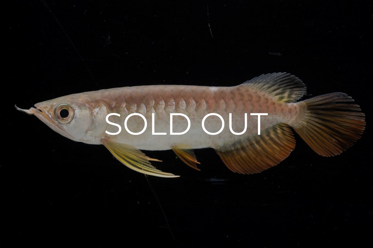 画像3: 紅尾金龍 NO.25（アクアリーダー産） (3)