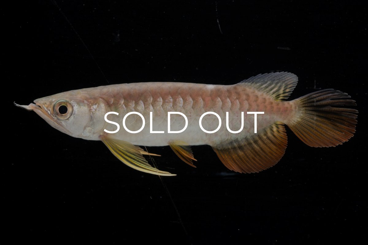 画像1: 紅尾金龍 NO.25（アクアリーダー産） (1)